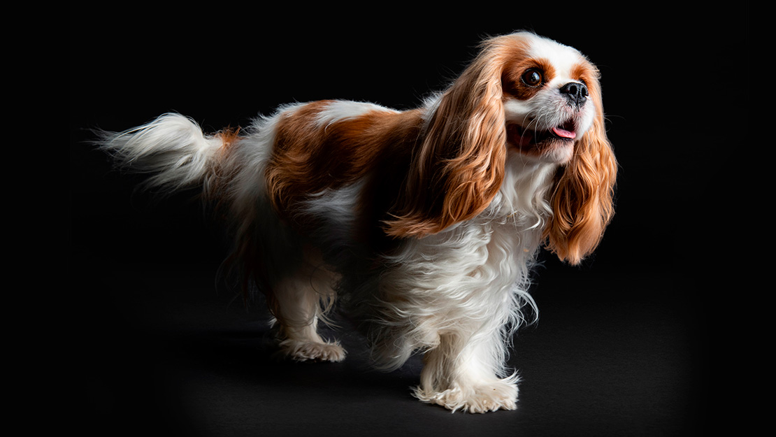 Nourriture et croquettes pour chien à peau sensible PRO PLAN® Purina